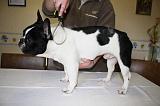 BOULEDOGUE FRANCAIS - BROSSAGE 017